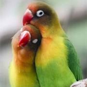 Love Bird