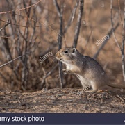 Przewalski's Gerbil