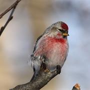 Common Redpoll