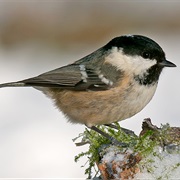 Coal Tit