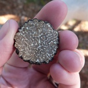 Black Truffle (Tuber Melanosporum)