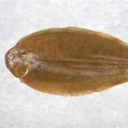 Dover Sole