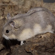 Campbell's Dwarf Hamster