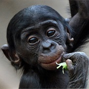 Bonobo
