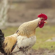 Waking Up Every Morning to Roosters Crowing