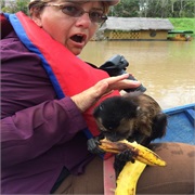 Find a Wild Monkey on My Knee Eating Stolen Bananas on the Amazon