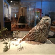 Dorr Museum of Natural History (Bar Harbor)