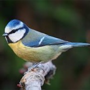 Eurasian Blue Tit