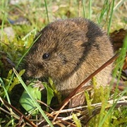 Common Vole