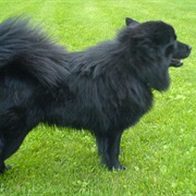 Swedish Lapphund