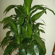 Janet Craig Dracaena