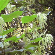 Giant Knotweed (Fallopia Sachalinensis)