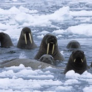Baffin Island, Canada