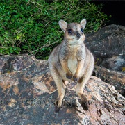 Godman's Rock-Wallaby