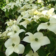 Dogwood