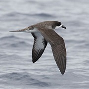 Galapagos Petrel