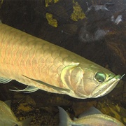 Arowana