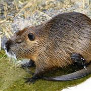 Nutria