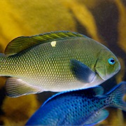 Opaleye (Aka: Green Perch, Black Perch, Blue-Eyed Perch, Bluefish, Jack Benny, Button-Back)