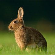 Forest Rabbit