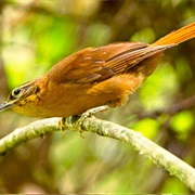 Alagoas Foilage-Gleaner