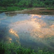 Banner Marsh State Fish and Wildlife Area, Illinois