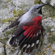 Wallcreeper