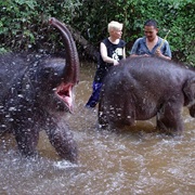 Visit Kuala Gandah Elephant Sanctuary