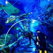 Sea Life Bangkok