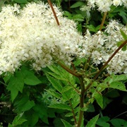 Meadowsweet
