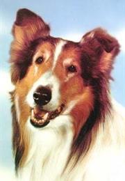 Lassie