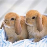 Baby Rabbits Are Called Kittens