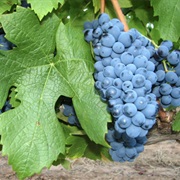 Pinotage