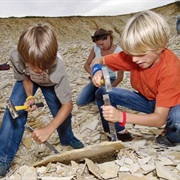 Visit a Geo Park to Search Fossils