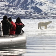 Go on a Wildlife Safari