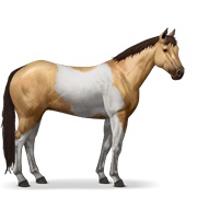Paint Horse - Dun Tobiano