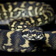 Jungle Python