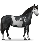 Chincoteague Pony - Black Overo