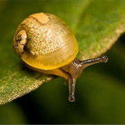 A Snail Can Sleep for Up to 3 Years
