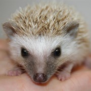 Hedgehog