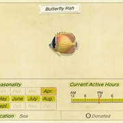Butterfly Fish