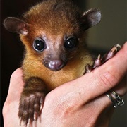 Made Friends With a Kinkajou