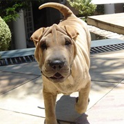 Chinese Shar-Pei