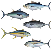 Tuna