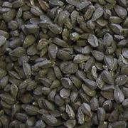 Nigella Seed