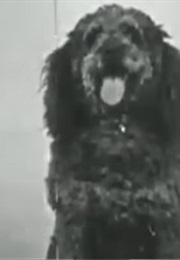 La Course À La Saucisse (1907)