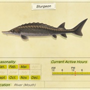 Sturgeon