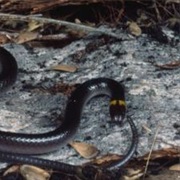 Guanaja Long-Tailed Snake