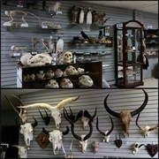 Skullstore Oddity Shop, ON