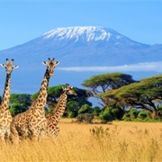 Climb Kilimanjaro